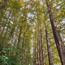 경안천 왕산리 | 경기도 단풍 명소 한국외대 글로벌캠퍼스 명수당 실시간 단풍현황, 주차장, 주말 방문 후기_25.10.25