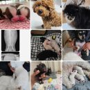 여주 | 여주강아지교배출장후기가 많은 곳!