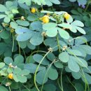 결명자 차 효능과 부작용 이미지