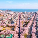 구 진해방비대 사령부 | 2026 진해군항제 일정 정보 - 초대가수 주자장 벚꽃 명소 개화시기 총정리