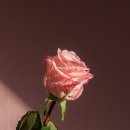 로즈플레르