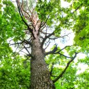 명품소나무길 이미지