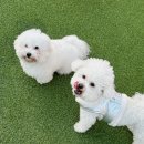 강아지 하네스 추천, 따뜻한 애견용품 아워스 가슴줄