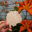 쌀눈쌀누룽지 이미지