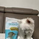 형덴탈 | 굿포펫 강아지덴탈껌 이즈바이트 버블 덴탈껌 급여 후기