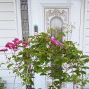 아이조아라 이미지