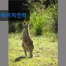 해비치민박 이미지