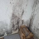 범안로58번길 | 곰팡이 박멸해주는 부천입주청소업체 입주청소(청소하는양동이)