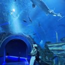 다누리센터 아쿠아리움 | 아이와 함께가기좋은 단양 다누리아쿠아리움 가격 위치