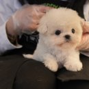 마산애견 이미지