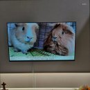 펫브릿지 이미지