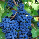 송이송이 이미지