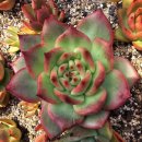 아도라블 이미지