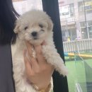 행복한 강아지 | 오산강아지무료분양 행복한 후기