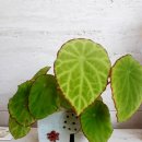 타이니젬 이미지