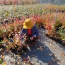 부산농장 이미지