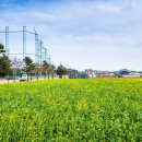 맹방유채꽃마을 이미지