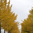 은행나무 주유소 이미지