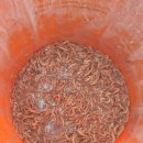 중매인55호 이미지