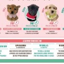 경주동물메디컬센터 네이버블로그