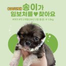 [입양전제임보]송이/여아/약2개월 이미지