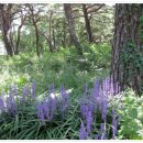 낙산의상대 이미지