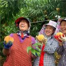 김인식농장 이미지