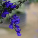 블루세이지 이미지