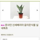 문샤인 카카오 검색결과