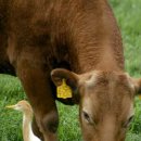 황소목장 이미지