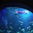 어린이날 황금연휴 가족 여행지로 제격인 아쿠아리움 TOP 6 이미지