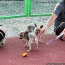 수안한의원 | 2025 부산 국제 락 페스티벌 부락 9월 27일 토요일 후기