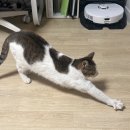 발라당냥 이미지