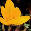 YELLOW HILL 이미지