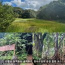 람사르습지길 | 제주 동쪽 동백동산 숲길 걷기, 람사르습지 힐링 코스 추천