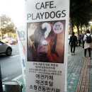 플레이독스 이미지