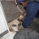 악쓰는하마 이미지