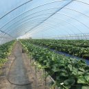 조안 농장 이미지