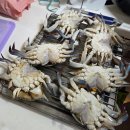 영남수산 | [공지] 수원농수산물시장] 영남수산 내돈내산 제철암꽃게 홈파티 솔직후기