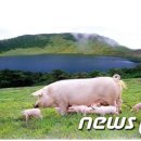 원대축산 이미지