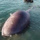 대왕고래 화장실 이미지