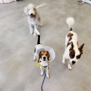 에덴 애견 유치원 호텔 이미지