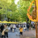 원도심 은행나무 이미지