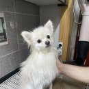 펫티움애견펜션 이미지