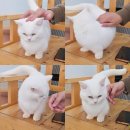 랙돌카페냐옹 이미지