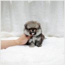 더독스 강아지분양 서울 | 사료 선택 기준으로 본 건강 관리, 더독스 강아지분양 서울