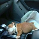 (주)퍼니펫 이미지