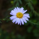 행복나무 이미지