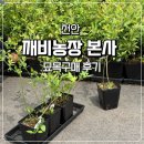 전원농장 | 깨비농장 천안본사 블루베리 성목부터 묘목까지 직접 보고 배우는 곳