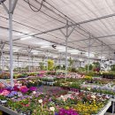 남동화원 | 인천 대형 화원 선유플라워그라운드 봄맞이 식물 쇼핑 후기